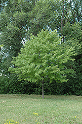 Ruby Frost Red Maple (Acer rubrum 'Polara') at Lakeshore Garden Centres