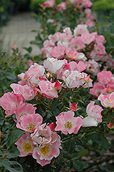 Carefree Delight Rose (Rosa 'Carefree Delight') at Lakeshore Garden Centres