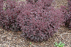 Black Jack Stonecrop (Sedum 'Black Jack') at Lakeshore Garden Centres