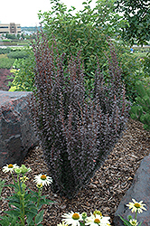 Helmond Pillar Japanese Barberry (Berberis thunbergii 'Helmond Pillar') at Lakeshore Garden Centres