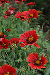 Burgundy Blanket Flower (Gaillardia x grandiflora 'Burgundy') at Lakeshore Garden Centres