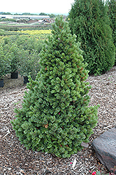 Sherwood Compact Bristlecone Pine (Pinus longaeva 'Sherwood Compact') at Lakeshore Garden Centres