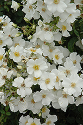 Starry Night Rose (Rosa 'Starry Night') at Lakeshore Garden Centres