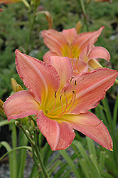 Corryton Pink Daylily (Hemerocallis 'Corryton Pink') at Lakeshore Garden Centres