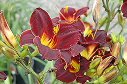 Siloam Showgirl Daylily (Hemerocallis 'Siloam Showgirl') at Lakeshore Garden Centres