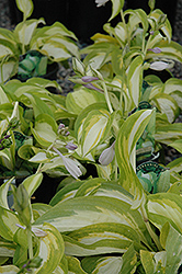 Summer Music Hosta (Hosta 'Summer Music') at Lakeshore Garden Centres