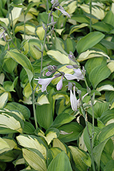 Adrian's Glory Hosta (Hosta 'Adrian's Glory') at Lakeshore Garden Centres