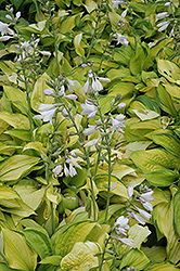 September Sun Hosta (Hosta 'September Sun') at Lakeshore Garden Centres