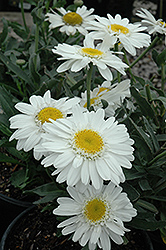Thomas Killen Shasta Daisy (Leucanthemum x superbum 'Thomas Killen') at Lakeshore Garden Centres