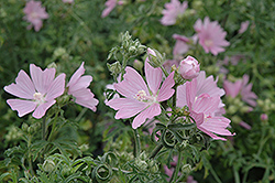 Upright Hollyhock Mallow (Malva alcea 'Fastigiata') at Lakeshore Garden Centres
