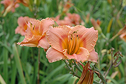 Miss Tinkerbelle Daylily (Hemerocallis 'Miss Tinkerbelle') at Lakeshore Garden Centres