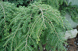 Gracilis Hemlock (Tsuga canadensis 'Gracilis') at Lakeshore Garden Centres