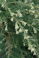 Summer Snow Hemlock (Tsuga canadensis 'Summer Snow') at Lakeshore Garden Centres