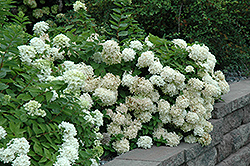 Pee Gee Hydrangea (Hydrangea paniculata 'Grandiflora') at A Very Successful Garden Center