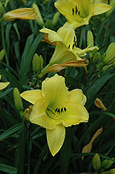 Dwarf Yellow Daylily (Hemerocallis minor) at Lakeshore Garden Centres