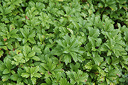 Kingswood Japanese Spurge (Pachysandra terminalis 'Kingswood') at Lakeshore Garden Centres