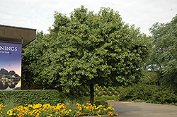 Autumn Blaze Ornamental Pear (Pyrus calleryana 'Autumn Blaze') at Lakeshore Garden Centres