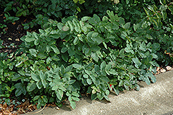 Denver Strain Creeping Mahonia (Mahonia repens 'Denver Strain') at Lakeshore Garden Centres