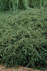 Hesse Cotoneaster (Cotoneaster 'Hessei') at Peter Knippel Garden Centre