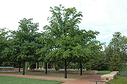 Commendation Elm (Ulmus 'Morton Stalwart') at Lakeshore Garden Centres
