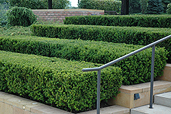 Blue John Yew (Taxus x media 'Blue John') at Lakeshore Garden Centres