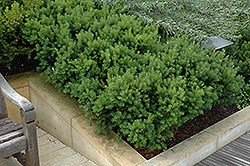 Dark Green Spreader Yew (Taxus x media 'Dark Green Spreader') at Lakeshore Garden Centres