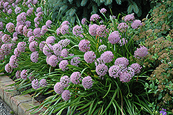 Corkscrew Onion (Allium senescens) at Lakeshore Garden Centres