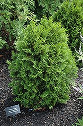 Jan Arborvitae (Thuja plicata 'Jan') at Lakeshore Garden Centres