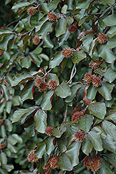 Purple Beech (Fagus sylvatica 'Purpurea') at Lakeshore Garden Centres