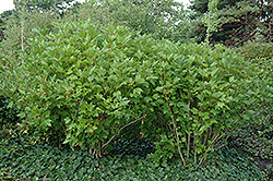 Spring Red Compact Highbush Cranberry (Viburnum trilobum 'Spring Red Compact') at Lakeshore Garden Centres