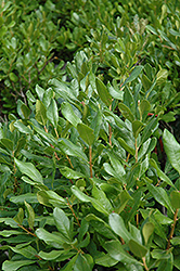 Northern Bayberry (Myrica pensylvanica) at Mainescape Nursery