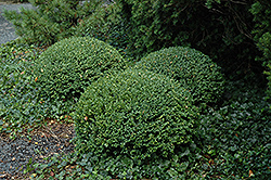 Northern Charm Boxwood (Buxus 'Wilson') at Lakeshore Garden Centres