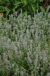 Miniature Thyme (Thymus praecox 'Minus') at Lakeshore Garden Centres