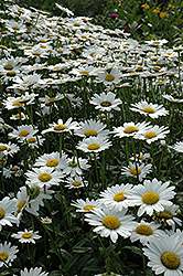 Becky Shasta Daisy (Leucanthemum x superbum 'Becky') at Peter Knippel Garden Centre