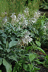 Blue Wedgewood Hosta (Hosta 'Blue Wedgewood') at Lakeshore Garden Centres