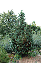 Van Pelt's Blue Falsecypress (Chamaecyparis lawsoniana 'Van Pelt's Blue') at Lakeshore Garden Centres
