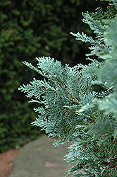 Van Pelt's Blue Falsecypress (Chamaecyparis lawsoniana 'Van Pelt's Blue') at Lakeshore Garden Centres