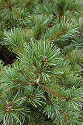 Jeddeloh Japanese Stone Pine (Pinus pumila 'Jeddeloh') at Lakeshore Garden Centres