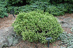 White Pygmy Falsecypress (Chamaecyparis pisifera 'White Pygmy') at Lakeshore Garden Centres