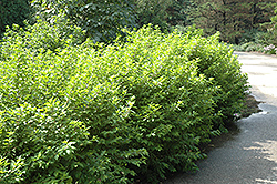 Japanese Beautyberry (Callicarpa japonica) at Lakeshore Garden Centres