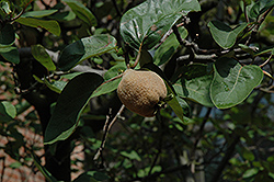 Smyrna Common Quince (Cydonia oblonga 'Smyrna') at Lakeshore Garden Centres