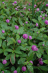Globe Amaranth (Gomphrena globosa) at Lakeshore Garden Centres