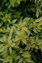 Gold Leaf Forsythia (Forsythia x intermedia 'Gold Leaf') at Lakeshore Garden Centres