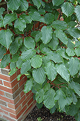 Weiki Hardy Kiwi (Actinidia arguta 'Weiki') at Lakeshore Garden Centres