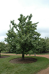 20th Century Pear (Pyrus pyrifolia 'Nijisseiki') at Lakeshore Garden Centres