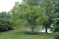 Lake English Walnut (Juglans regia 'Lake') at Lakeshore Garden Centres