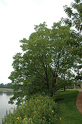 Devore Pecan (Carya illinoinensis 'Devore') at Lakeshore Garden Centres