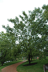 Emma K Black Walnut (Juglans nigra 'Emma K') at Lakeshore Garden Centres