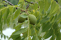 Emma K Black Walnut (Juglans nigra 'Emma K') at Lakeshore Garden Centres