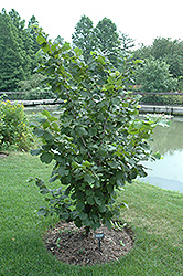 Camponica Filbert (Corylus avellana 'Camponica') at A Very Successful Garden Center